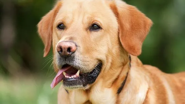 Pet Industry Implementation Cases: 10 Real-World Examples Pet Industry Implementation Cases: 10 Real-World Examples - 配图1