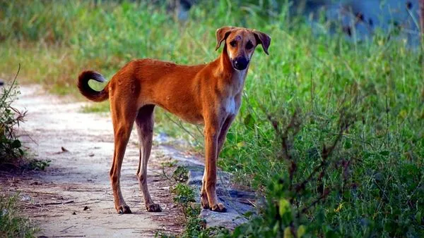 Pet AI Recognition Accuracy: How It Works & How Good It Is Pet AI Recognition Accuracy: How It Works & How Good It Is - 配图2