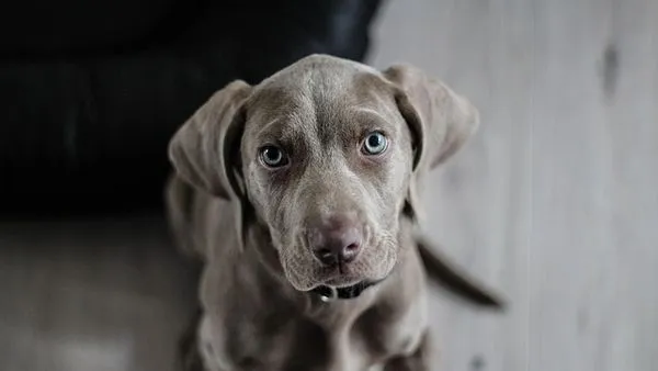 2026 Pet Industry Report: 7 Trends Shaping the Market 2026 Pet Industry Report: 7 Trends Shaping the Market - 配图2