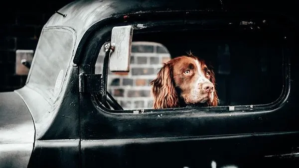 Smart Pet Hardware Market: 2025 Growth Stats & Top Trends Smart Pet Hardware Market: 2025 Growth Stats & Top Trends - 配图2