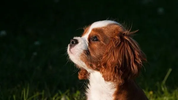 Pet Health Monitoring Device: Complete 2025 Buying Guide Pet Health Monitoring Device: Complete 2025 Buying Guide - 配图2