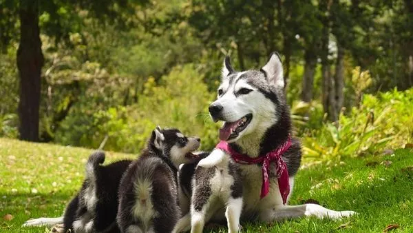 Pet Industry Trends 2026: AI, Personalization & Care - 配图2