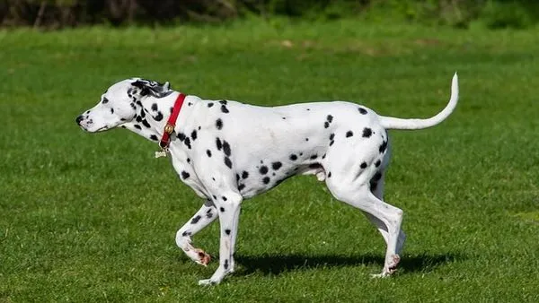 Pet Healthcare Supply Chain: 2024 Guide for Accuracy & Speed Pet Healthcare Supply Chain: 2024 Guide for Accuracy & Speed - 配图2