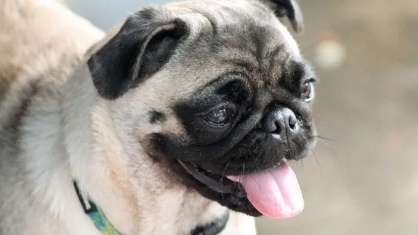 Dog Breeds Complete Guide: Types, Temperament & Care