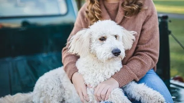 Pet Industry Growth Strategies That Work in 2025 Pet Industry Growth Strategies That Work in 2025 - 配图2