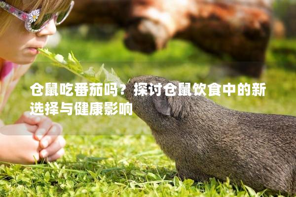 仓鼠吃番茄吗？探讨仓鼠饮食中的新选择与健康影响