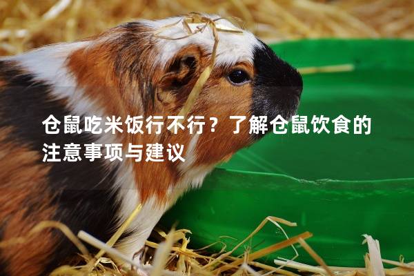 仓鼠吃米饭行不行？了解仓鼠饮食的注意事项与建议