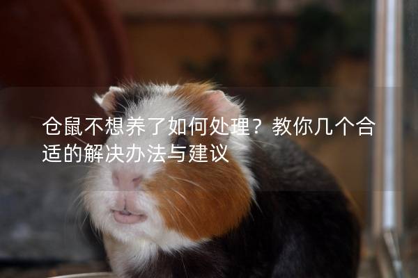 仓鼠不想养了如何处理？教你几个合适的解决办法与建议