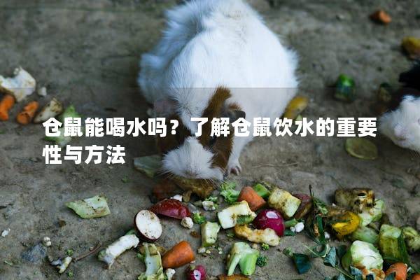 仓鼠能喝水吗？了解仓鼠饮水的重要性与方法