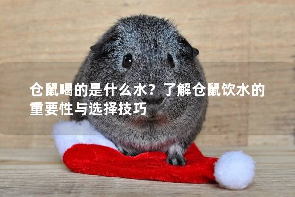 仓鼠喝的是什么水？了解仓鼠饮水的重要性与选择技巧