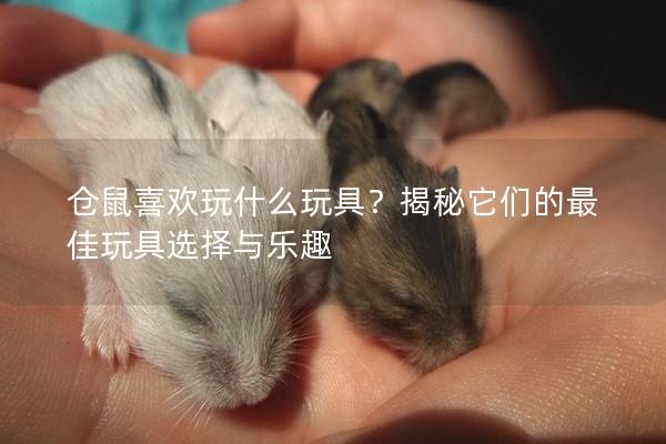 仓鼠喜欢玩什么玩具？揭秘它们的最佳玩具选择与乐趣