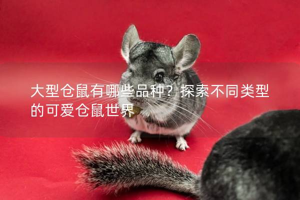 大型仓鼠有哪些品种？探索不同类型的可爱仓鼠世界