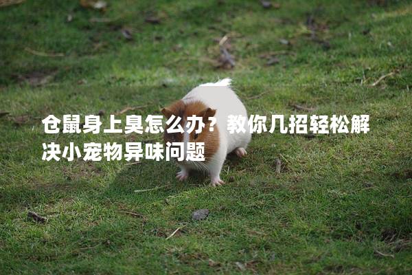 仓鼠身上臭怎么办？教你几招轻松解决小宠物异味问题