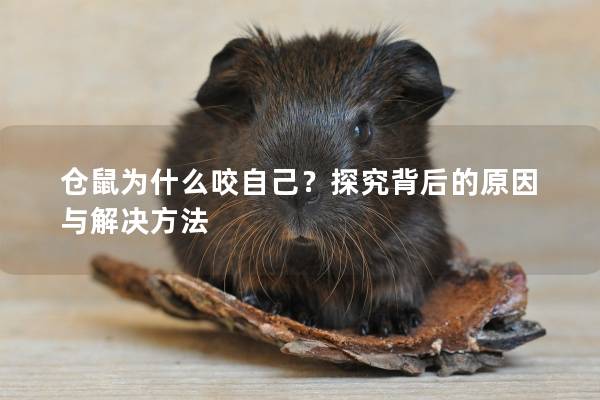 仓鼠为什么咬自己？探究背后的原因与解决方法