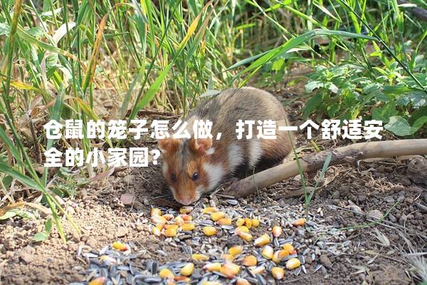 仓鼠的笼子怎么做，打造一个舒适安全的小家园？