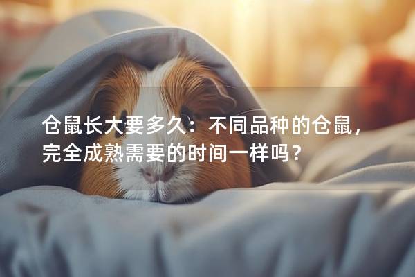 仓鼠长大要多久：不同品种的仓鼠，完全成熟需要的时间一样吗？