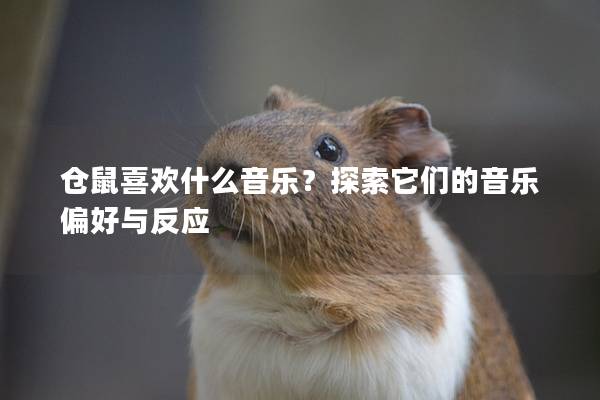 仓鼠喜欢什么音乐？探索它们的音乐偏好与反应