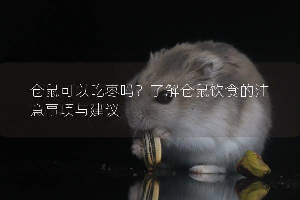 仓鼠可以吃枣吗？了解仓鼠饮食的注意事项与建议