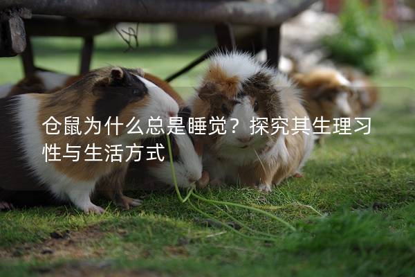 仓鼠为什么总是睡觉？探究其生理习性与生活方式
