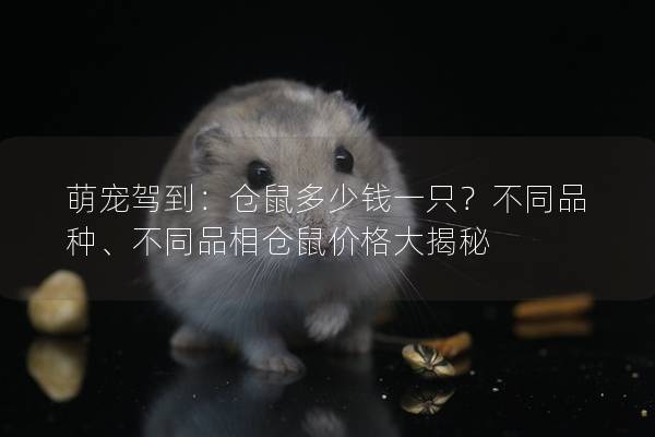 萌宠驾到：仓鼠多少钱一只？不同品种、不同品相仓鼠价格大揭秘