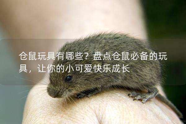仓鼠玩具有哪些？盘点仓鼠必备的玩具，让你的小可爱快乐成长