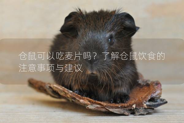 仓鼠可以吃麦片吗？了解仓鼠饮食的注意事项与建议