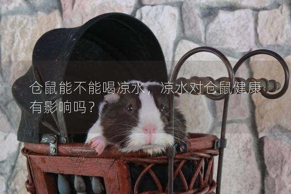 仓鼠能不能喝凉水，凉水对仓鼠健康有影响吗？