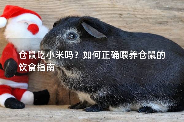 仓鼠吃小米吗？如何正确喂养仓鼠的饮食指南