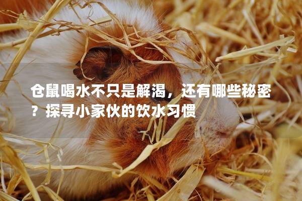 仓鼠喝水不只是解渴，还有哪些秘密？探寻小家伙的饮水习惯