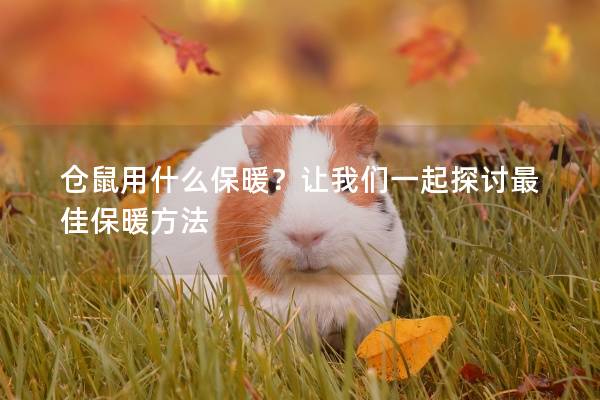 仓鼠用什么保暖？让我们一起探讨最佳保暖方法