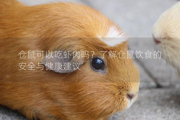 仓鼠可以吃虾肉吗？了解仓鼠饮食的安全与健康建议