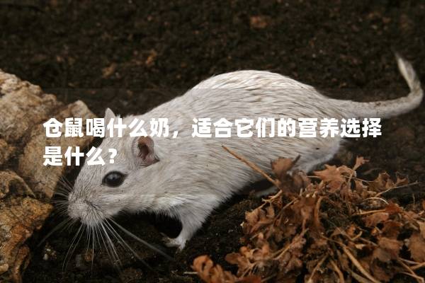 仓鼠喝什么奶，适合它们的营养选择是什么？