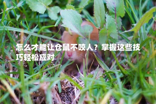 怎么才能让仓鼠不咬人？掌握这些技巧轻松应对