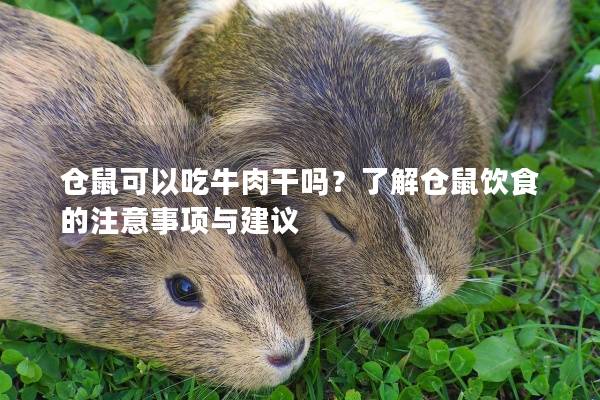 仓鼠可以吃牛肉干吗？了解仓鼠饮食的注意事项与建议