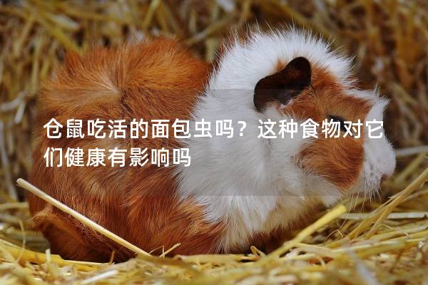 仓鼠吃活的面包虫吗？这种食物对它们健康有影响吗