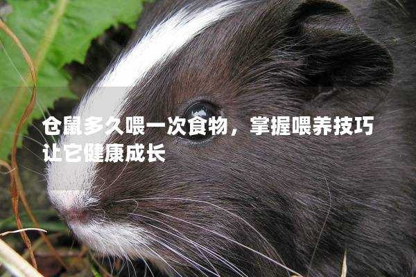 仓鼠多久喂一次食物，掌握喂养技巧让它健康成长