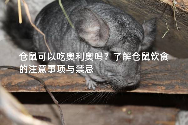 仓鼠可以吃奥利奥吗？了解仓鼠饮食的注意事项与禁忌