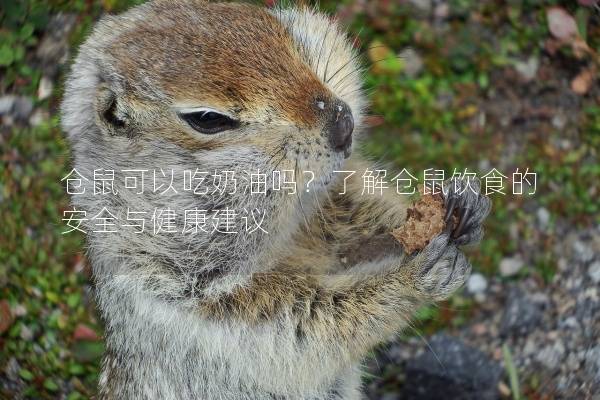 仓鼠可以吃奶油吗？了解仓鼠饮食的安全与健康建议