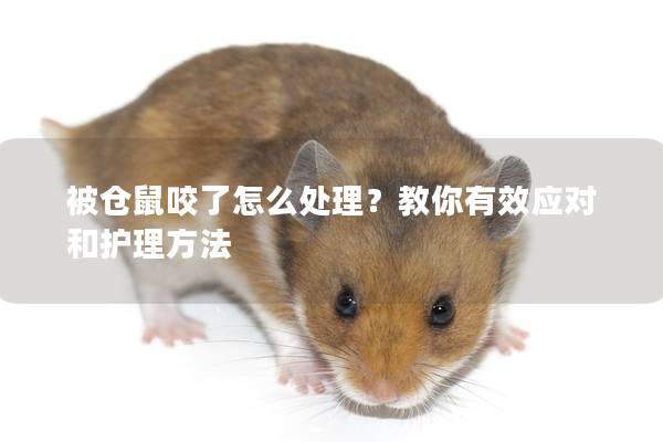 被仓鼠咬了怎么处理？教你有效应对和护理方法
