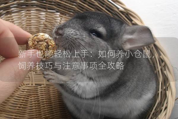 新手也能轻松上手：如何养小仓鼠，饲养技巧与注意事项全攻略