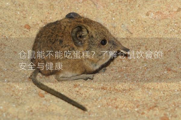 仓鼠能不能吃蛋糕？了解仓鼠饮食的安全与健康