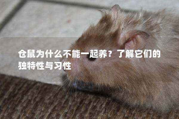 仓鼠为什么不能一起养？了解它们的独特性与习性