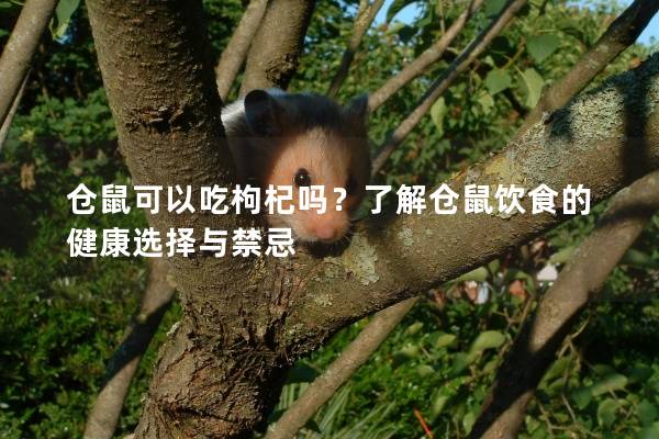 仓鼠可以吃枸杞吗？了解仓鼠饮食的健康选择与禁忌