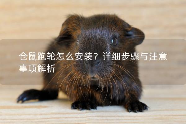 仓鼠跑轮怎么安装？详细步骤与注意事项解析