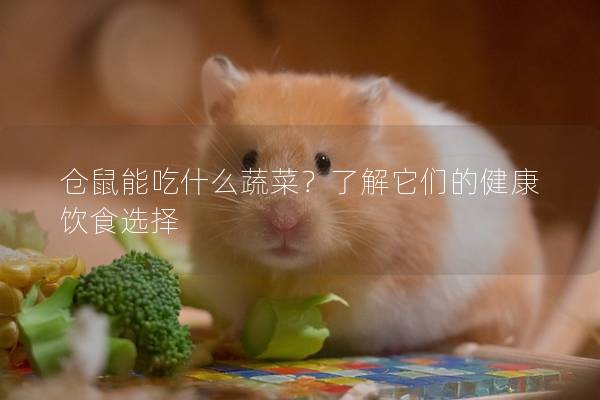 仓鼠能吃什么蔬菜？了解它们的健康饮食选择