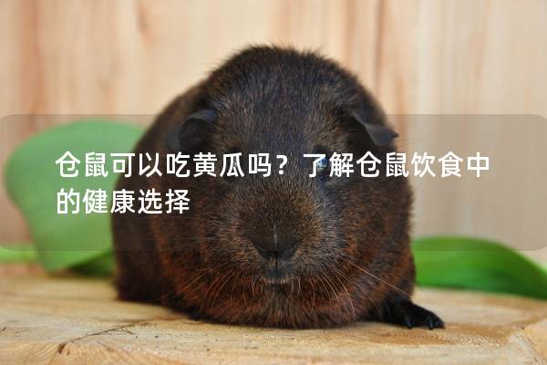 仓鼠可以吃黄瓜吗？了解仓鼠饮食中的健康选择