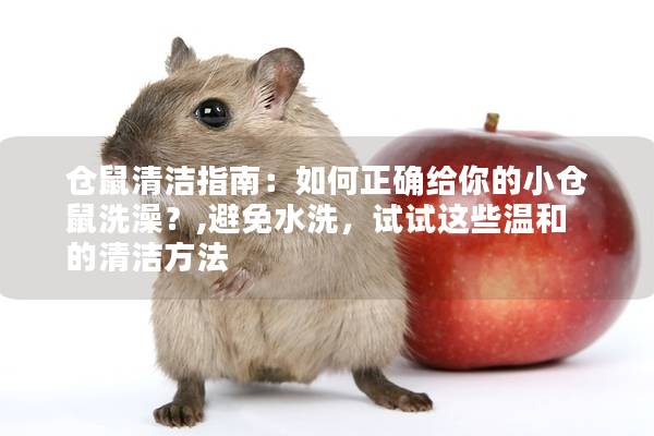 仓鼠清洁指南：如何正确给你的小仓鼠洗澡？,避免水洗，试试这些温和的清洁方法
