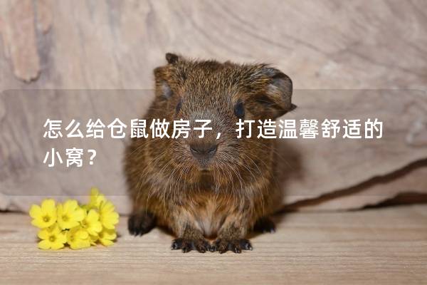 怎么给仓鼠做房子，打造温馨舒适的小窝？