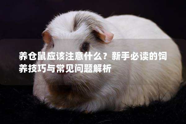 养仓鼠应该注意什么？新手必读的饲养技巧与常见问题解析
