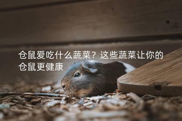 仓鼠爱吃什么蔬菜？这些蔬菜让你的仓鼠更健康
